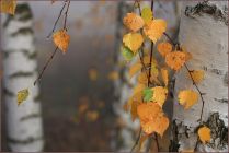 Тульские фотоистории. Анна Краснобаева: Осень. Сказочный чертог, Всем открытый для обзора... (Б. Пастернак)