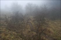 Тульские фотоистории. Андрей Илюхин: Туманное воскресенье