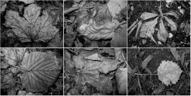 Тульские фотоистории. Георгий Сидоров: Стильные листья или красота из мусора