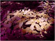 Тульские фотоистории. Георгий Сидоров: Стильные листья или красота из мусора
