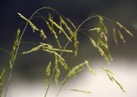 Тульские фотоистории. Георгий Сидоров: Трава под ногами - ч.5 «Просто трава» - дикорастущие злаковые